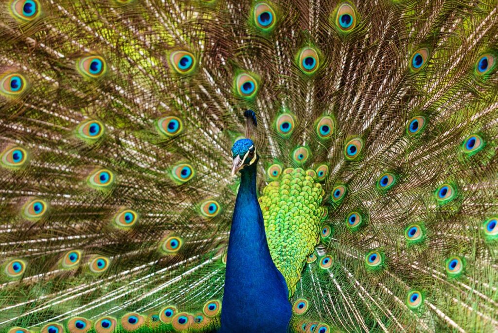 Are you a peacock or penguin?